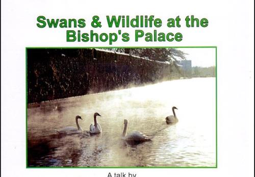 Swans and Wildlife at the Bishops palace
