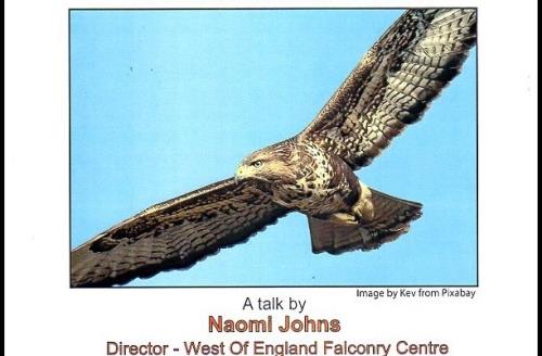 THE MODERN BIRD OF PREY - in the Urban evolution - Talk by Naomi Johns