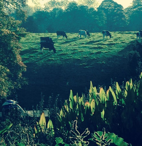 Trios Paradis Concerts - Folk Connections